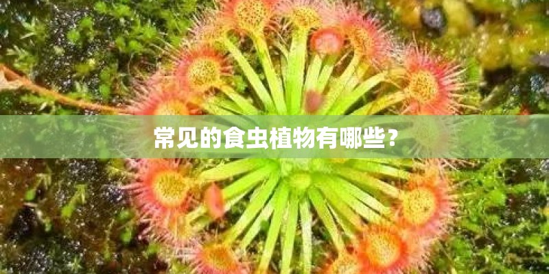 常见的食虫植物有哪些？