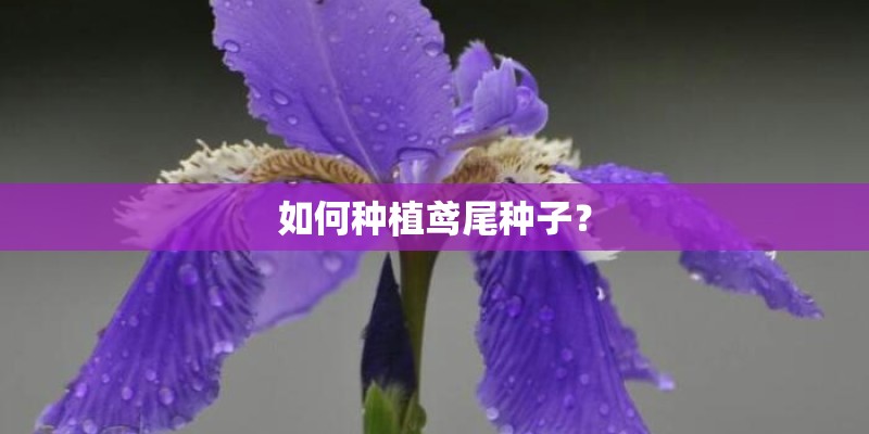 如何种植鸢尾种子？