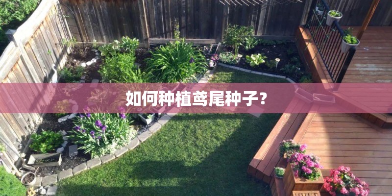 如何种植鸢尾种子？