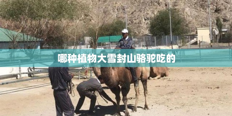 哪种植物大雪封山骆驼吃的