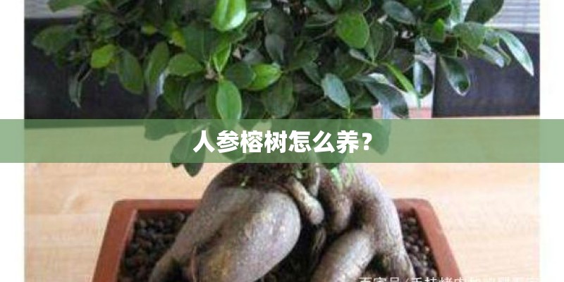 人参榕树怎么养? 人参榕树怎么养?