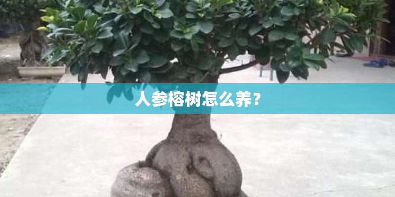 人参榕树怎么养? 人参榕树怎么养?