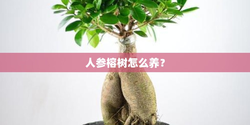 人参榕树怎么养? 人参榕树怎么养?