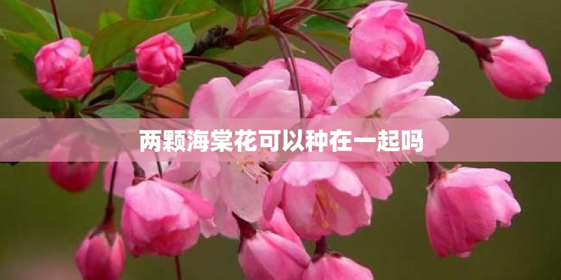 两颗海棠花可以种在一起吗