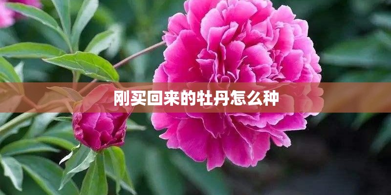 刚买回来的牡丹怎么种