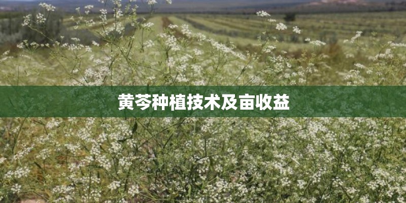 黄芩种植技术及亩收益