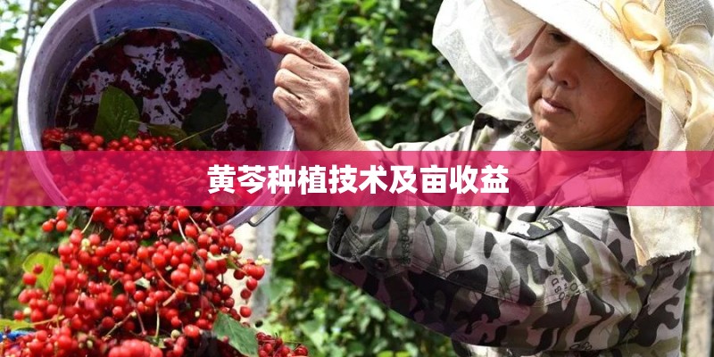 黄芩种植技术及亩收益