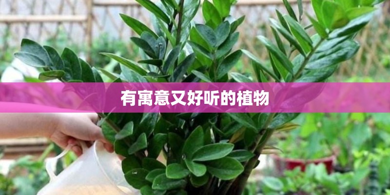 有寓意又好听的植物