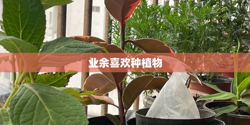 业余喜欢种植物